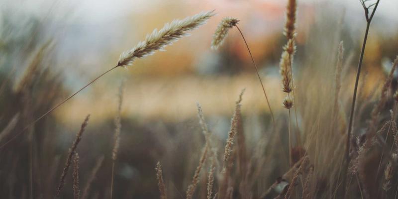 三亚旅游必看：海南环岛高铁美食地图，从琼海杂粮到万宁海鲜的味蕾之旅