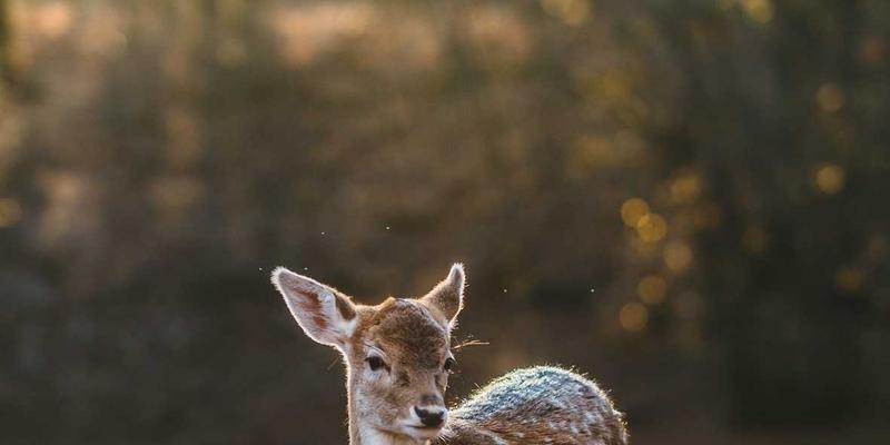 海南东线自驾游美食地图：从文昌鸡到和乐蟹的寻味之旅 | 附海南攻略与景点推荐