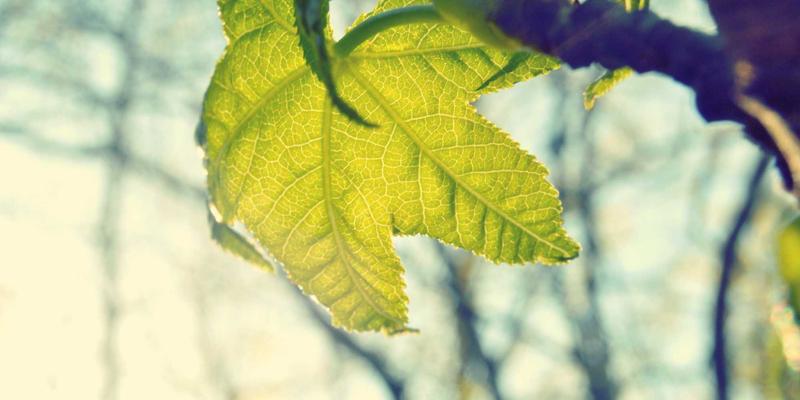 海南自由行深度指南：探秘五指山黎寨、三月三节庆与民族手工艺